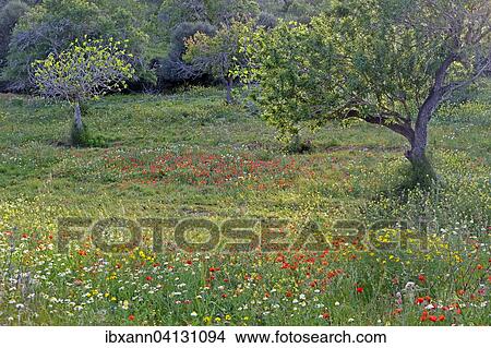 Meadow with almond tree and wild flowers, near Calonge, Majorca, Balearic Islands, Spain, Europe View Large Photo Image Picture - Meadow with almond tree and wild flowers, near Calonge, Majorca, Balearic Islands, Spain, Europe. Fotosearch