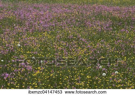Meadow with blossoming Ragged Robin (Lychnis flos-cuculi) and buttercup (Ranunculus), Bavaria, Germany, Europe View Large Photo Image Stock Image - Meadow with blossoming Ragged Robin (Lychnis flos-cuculi) and buttercup (Ranunculus), Bavaria, Germany, Europe. Fotosearch