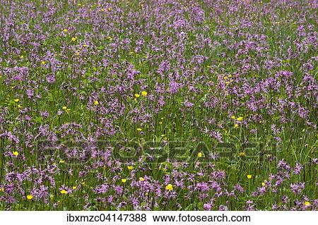 Stock Photo - Meadow with blossoming Ragged Robin (Lychnis flos-cuculi) and buttercup (Ranunculus), Bavaria, Germany, Europe. Fotosearch