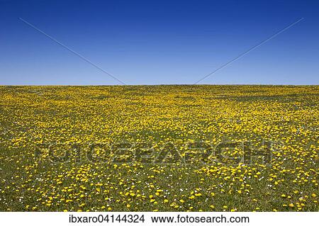 Meadow with dandelions (Taraxacum officinale) in spring, Sylt, Schleswig-Holstein, Germany, Europe View Large Photo Image Picture - Meadow with dandelions (Taraxacum officinale) in spring, Sylt, Schleswig-Holstein, Germany, Europe. Fotosearch