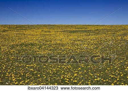 Meadow with dandelions (Taraxacum officinale) in spring, Sylt, Schleswig-Holstein, Germany, Europe View Large Photo Image Stock Image - Meadow with dandelions (Taraxacum officinale) in spring, Sylt, Schleswig-Holstein, Germany, Europe. Fotosearch