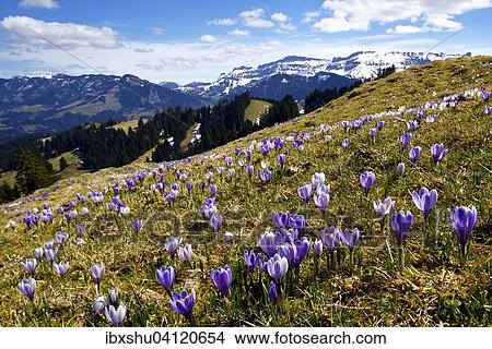 Meadow with flowering Crocuses (Crocus vernus), Ramisgummen alpine meadowland, with view of Schrattenfluh mountain, Emmental, Canton of Bern, Switzerland, Europe View Large Photo Image Picture - Meadow with flowering Crocuses (Crocus vernus), Ramisgummen alpine meadowland, with view of Schrattenfluh mountain, Emmental, Canton of Bern, Switzerland, Europe. Fotosearch