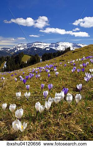 Meadow with flowering Crocuses (Crocus vernus), Ramisgummen alpine meadowland, with view of Schrattenfluh mountain, Emmental, Canton of Bern, Switzerland, Europe View Large Photo Image Stock Photograph - Meadow with flowering Crocuses (Crocus vernus), Ramisgummen alpine meadowland, with view of Schrattenfluh mountain, Emmental, Canton of Bern, Switzerland, Europe. Fotosearch