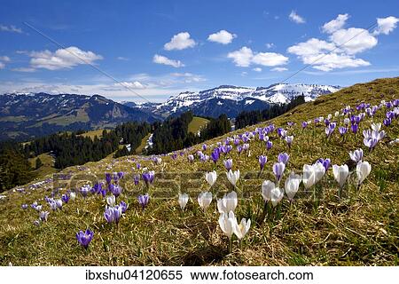 Stock Photography - Meadow with flowering Crocuses (Crocus vernus), Ramisgummen alpine meadowland, with view of Schrattenfluh mountain, Emmental, Canton of Bern, Switzerland, Europe. Fotosearch