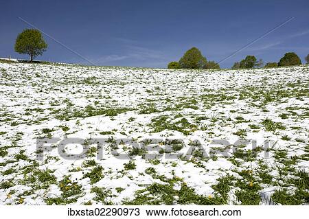 Stock Image - Meadow with snow in the Black Forest, St. Peter, Baden-Wuerttemberg, Germany, Europe. Fotosearch
