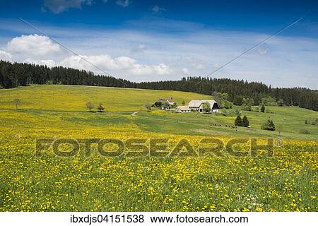 Stock Photo - Meadows blooming and Schwarzenbach farm, Titisee-Neustadt, Black Forest, Baden-Wurttemberg, Germany, Europe. Fotosearch