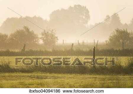 Meadows in the early morning, Barnbruch Nature Reserve near Wolfsburg, Lower Saxony, Germany, Europe View Large Photo Image Stock Photograph - Meadows in the early morning, Barnbruch Nature Reserve near Wolfsburg, Lower Saxony, Germany, Europe. Fotosearch