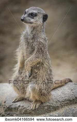 Meerkat or suricate (Suricata suricatta), captive View Large Photo Image Picture - Meerkat or suricate (Suricata suricatta), captive. Fotosearch