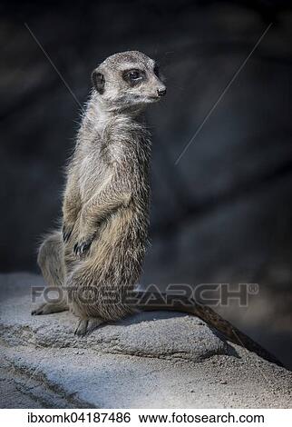 Meerkat or suricate (Suricata suricatta), captive, Baden-Wurttemberg, Germany, Europe View Large Photo Image Stock Photograph - Meerkat or suricate (Suricata suricatta), captive, Baden-Wurttemberg, Germany, Europe. Fotosearch