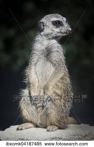 Meerkat or suricate (Suricata suricatta), captive, Baden-Wurttemberg, Germany, Europe View Large Photo Image Stock Photography - Meerkat or suricate (Suricata suricatta), captive, Baden-Wurttemberg, Germany, Europe. Fotosearch