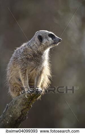 Meerkat (Suricata suricatta), alert, on a tree trunk, native to Africa, captive View Large Photo Image Stock Image - Meerkat (Suricata suricatta), alert, on a tree trunk, native to Africa, captive. Fotosearch