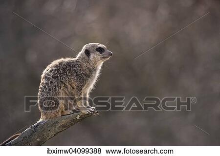 Stock Photo - Meerkat (Suricata suricatta), alert, on a tree trunk, native to Africa, captive. Fotosearch