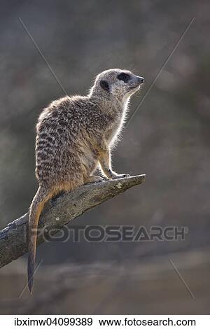 Stock Photo - Meerkat (Suricata suricatta), alert, on a tree trunk, native to Africa, captive. Fotosearch