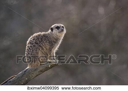 Meerkat (Suricata suricatta), alert, on a tree trunk, native to Africa, captive View Large Photo Image Stock Photography - Meerkat (Suricata suricatta), alert, on a tree trunk, native to Africa, captive. Fotosearch