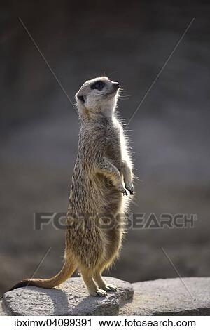 Stock Image - Meerkat (Suricata suricatta), alert, native to Africa, captive. Fotosearch