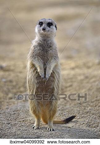 Stock Image - Meerkat (Suricata suricatta), alert, native to Africa, captive. Fotosearch