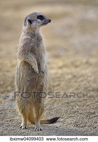 Meerkat (Suricata suricatta), alert, native to Africa, captive View Large Photo Image Stock Image - Meerkat (Suricata suricatta), alert, native to Africa, captive. Fotosearch