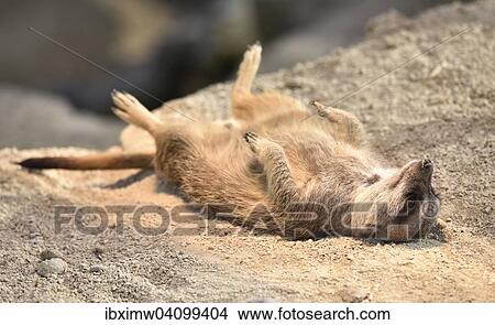 Meerkat (Suricata suricatta), asleep, native to Africa, captive View Large Photo Image Picture - Meerkat (Suricata suricatta), asleep, native to Africa, captive. Fotosearch