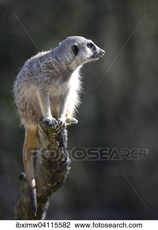 Stock Image - Meerkat (Suricata suricatta) on tree trunk, native to Africa, captive, Baden-Wurttemberg, Germany, Europe. Fotosearch