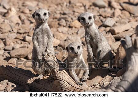 Meerkats (Suricata suricatta), Namibia, Africa View Large Photo Image Stock Image - Meerkats (Suricata suricatta), Namibia, Africa. Fotosearch