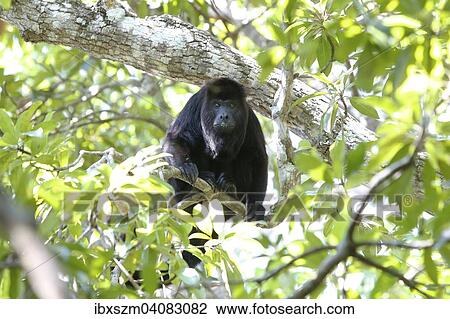 Mexican Black Howler Monkey (Alouatta pigra), in the triangle of the Mexican states of Tabasco, Chiapas and Campeche, Mexico, North America View Large Photo Image Stock Image - Mexican Black Howler Monkey (Alouatta pigra), in the triangle of the Mexican states of Tabasco, Chiapas and Campeche, Mexico, North America. Fotosearch