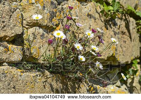 Mexican fleabane or Spanish daisy (Erigeron karvinskianus) growing in a dry stone wall, Devon, United Kingdom, Europe View Large Photo Image Stock Photo - Mexican fleabane or Spanish daisy (Erigeron karvinskianus) growing in a dry stone wall, Devon, United Kingdom, Europe. Fotosearch