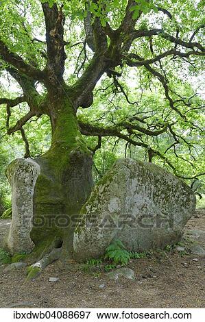 Stock Photo - Mighty old oak (Quercus sp. ) splitting a stone, natural monument in the Foret de Bavella in Arggiavara, Corse-du-Sud, Corsica, France, Europe. Fotosearch