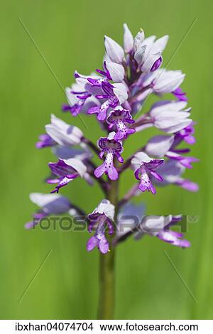 Military Orchid (Orchis militaris), Eichkogel Nature Reserve, Lower Austria, Austria, Europe View Large Photo Image Picture - Military Orchid (Orchis militaris), Eichkogel Nature Reserve, Lower Austria, Austria, Europe. Fotosearch