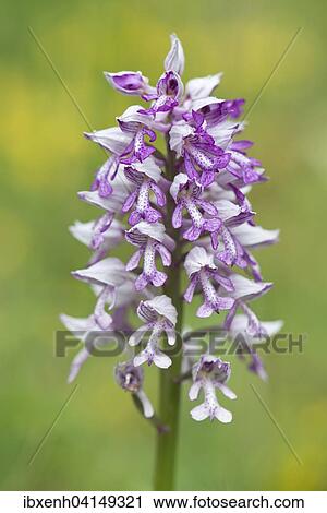 Military Orchid (Orchis militaris), Rothenstein nature reserve, Thuringia, Germany, Europe View Large Photo Image Stock Image - Military Orchid (Orchis militaris), Rothenstein nature reserve, Thuringia, Germany, Europe. Fotosearch