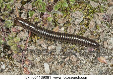 Stock Image - Millipedes (Myriapoda), Baden-Wurttemberg, Germany, Europe. Fotosearch