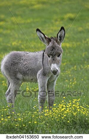 Miniature donkey foal (Equus asinus f. asinus), Kaposvar, Southern Transdanubia, Hungary, Europe View Large Photo Image Stock Image - Miniature donkey foal (Equus asinus f. asinus), Kaposvar, Southern Transdanubia, Hungary, Europe. Fotosearch