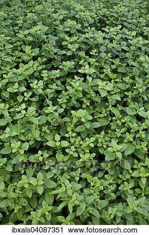 Mint (Mentha) View Large Photo Image Stock Image - Mint (Mentha). Fotosearch