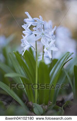 Stock Image - Mishchenko squill (Scilla mischtschenkoana), Emsland, Lower Saxony, Germany, Europe. Fotosearch