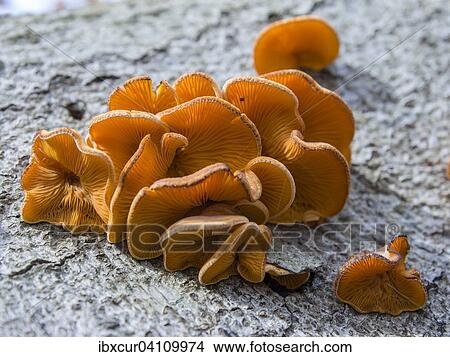 Picture - Mock oyster (Phyllotopsis nidulans) on a red beech, Thuringia, Germany, Europe. Fotosearch