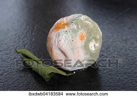 Picture - Moldy orange. Fotosearch