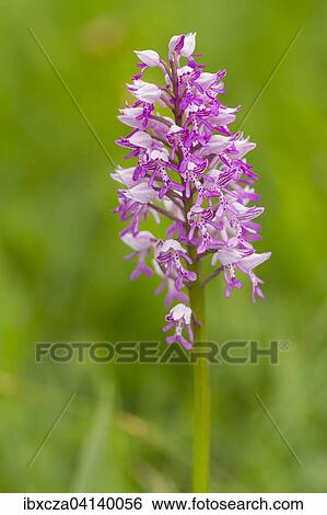 Monkey Orchid (Orchis simia), Murnauer Moos, Bavaria, Germany, Europe View Large Photo Image Stock Photograph - Monkey Orchid (Orchis simia), Murnauer Moos, Bavaria, Germany, Europe. Fotosearch