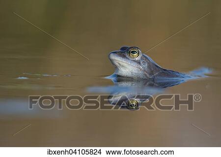 Moor frog (Rana arvalis), Emsland, Lower Saxony, Germany, Europe View Large Photo Image Picture - Moor frog (Rana arvalis), Emsland, Lower Saxony, Germany, Europe. Fotosearch