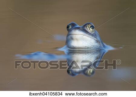 Moor frog (Rana arvalis), Emsland, Lower Saxony, Germany, Europe View Large Photo Image Picture - Moor frog (Rana arvalis), Emsland, Lower Saxony, Germany, Europe. Fotosearch