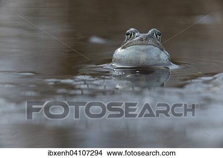 Moor frog (Rana arvalis), Emsland, Lower Saxony, Germany, Europe View Large Photo Image Picture - Moor frog (Rana arvalis), Emsland, Lower Saxony, Germany, Europe. Fotosearch