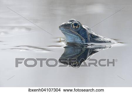 Moor frog (Rana arvalis), Emsland, Lower Saxony, Germany, Europe View Large Photo Image Picture - Moor frog (Rana arvalis), Emsland, Lower Saxony, Germany, Europe. Fotosearch