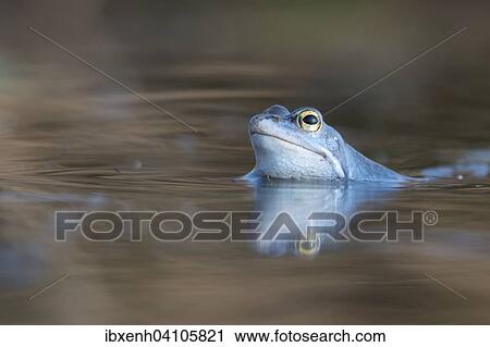 Stock Image - Moor frog (Rana arvalis), Emsland, Lower Saxony, Germany, Europe. Fotosearch
