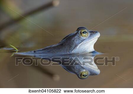 Moor frog (Rana arvalis), Emsland, Lower Saxony, Germany, Europe View Large Photo Image Stock Image - Moor frog (Rana arvalis), Emsland, Lower Saxony, Germany, Europe. Fotosearch
