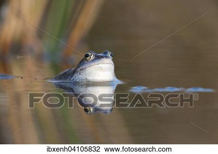Moor frog (Rana arvalis), Emsland, Lower Saxony, Germany, Europe View Large Photo Image Stock Image - Moor frog (Rana arvalis), Emsland, Lower Saxony, Germany, Europe. Fotosearch