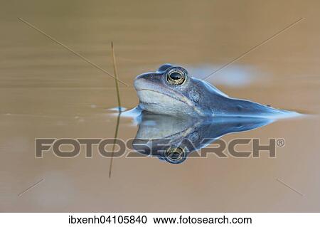 Moor frog (Rana arvalis), Emsland, Lower Saxony, Germany, Europe View Large Photo Image Stock Image - Moor frog (Rana arvalis), Emsland, Lower Saxony, Germany, Europe. Fotosearch
