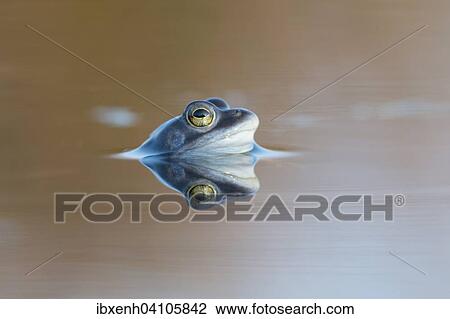 Moor frog (Rana arvalis), Emsland, Lower Saxony, Germany, Europe View Large Photo Image Stock Image - Moor frog (Rana arvalis), Emsland, Lower Saxony, Germany, Europe. Fotosearch