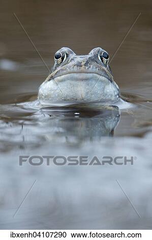 Moor frog (Rana arvalis), Emsland, Lower Saxony, Germany, Europe View Large Photo Image Stock Image - Moor frog (Rana arvalis), Emsland, Lower Saxony, Germany, Europe. Fotosearch