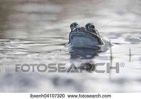Stock Image - Moor frog (Rana arvalis), Emsland, Lower Saxony, Germany, Europe. Fotosearch