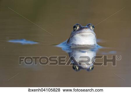Stock Photo - Moor frog (Rana arvalis), Emsland, Lower Saxony, Germany, Europe. Fotosearch