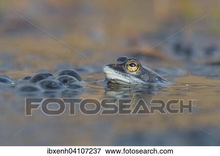 Moor frog (Rana arvalis), Emsland, Lower Saxony, Germany, Europe View Large Photo Image Stock Photo - Moor frog (Rana arvalis), Emsland, Lower Saxony, Germany, Europe. Fotosearch