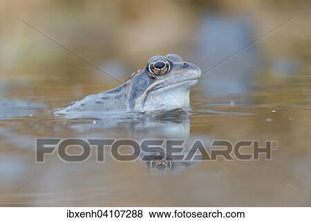 Stock Photo - Moor frog (Rana arvalis), Emsland, Lower Saxony, Germany, Europe. Fotosearch